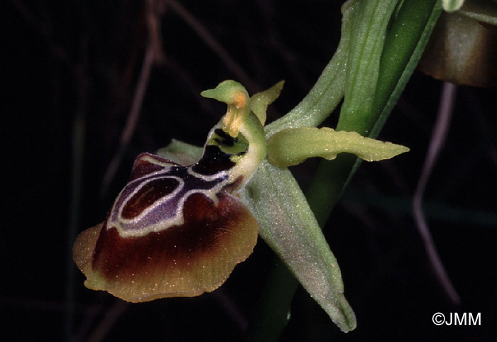 Ophrys aesculapii var. pseudoaranifera