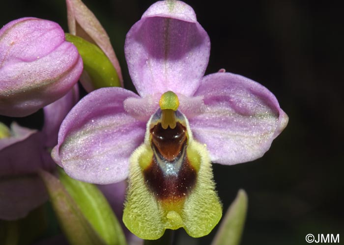 Ophrys amphidami