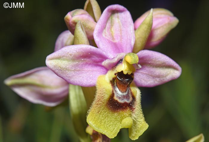 Ophrys amphidami