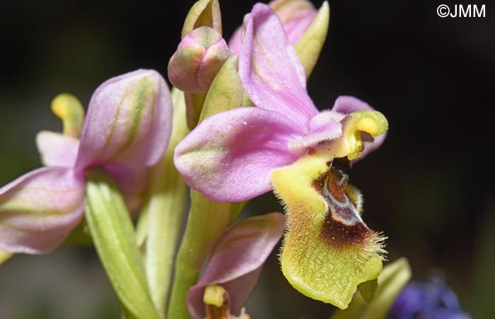 Ophrys amphidami