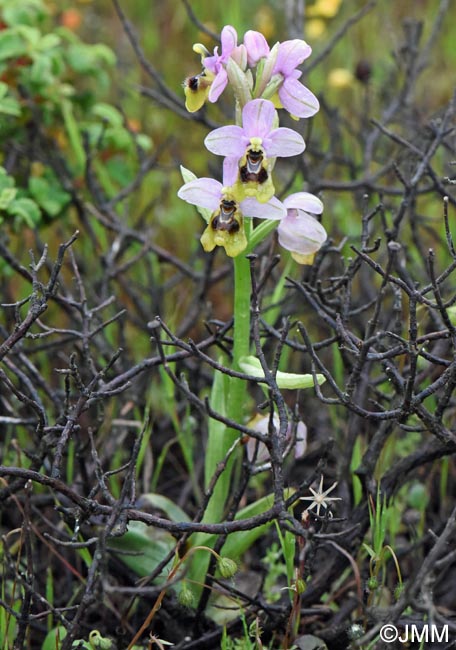 Ophrys amphidami