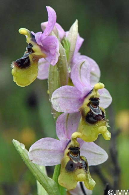 Ophrys amphidami
