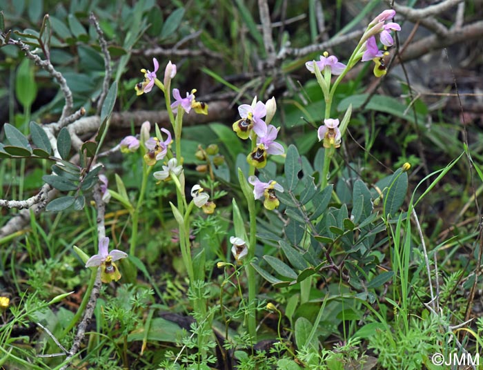 Ophrys amphidami