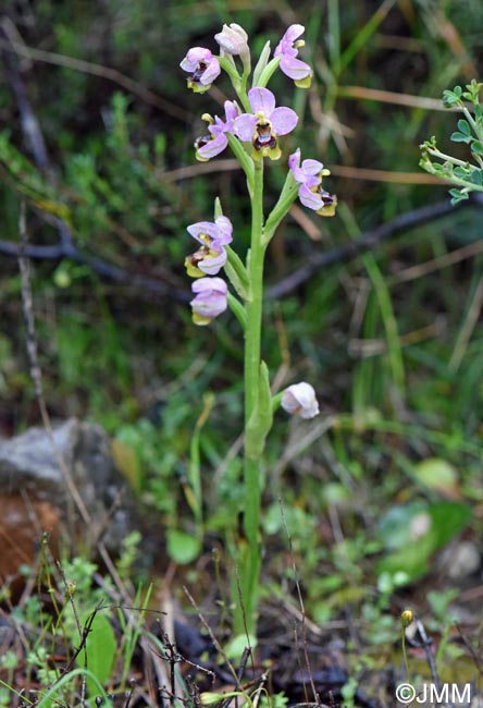 Ophrys amphidami