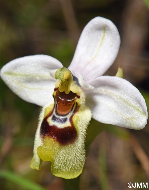 Ophrys amphidami