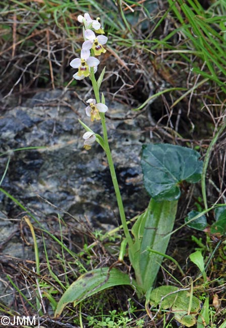 Ophrys amphidami
