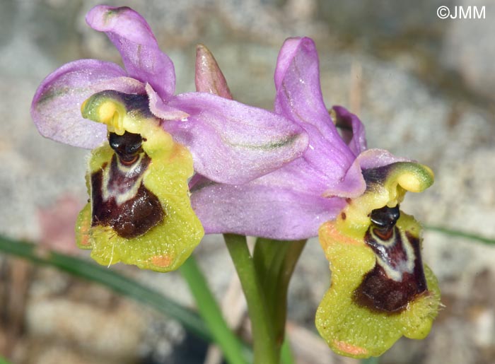 Ophrys amphidami