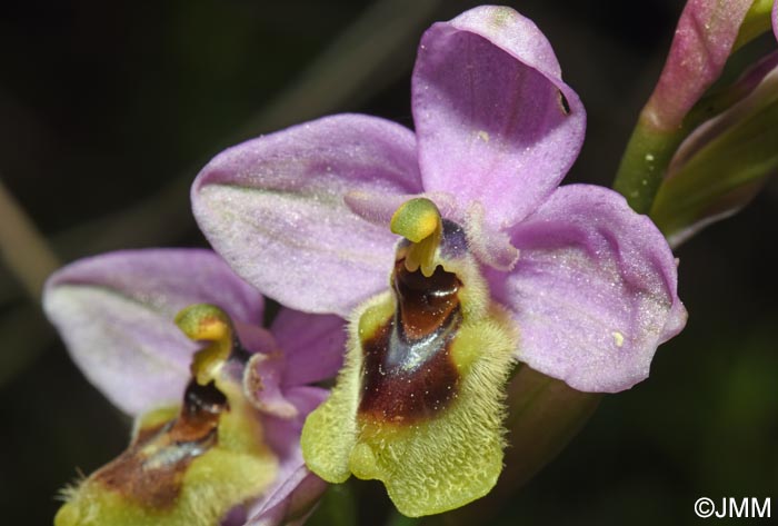 Ophrys amphidami