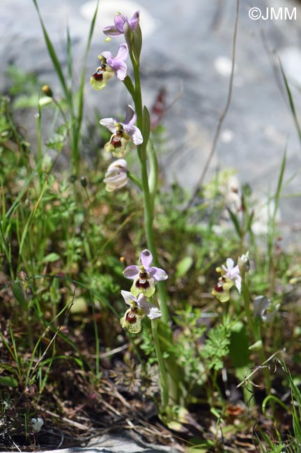Ophrys amphidami