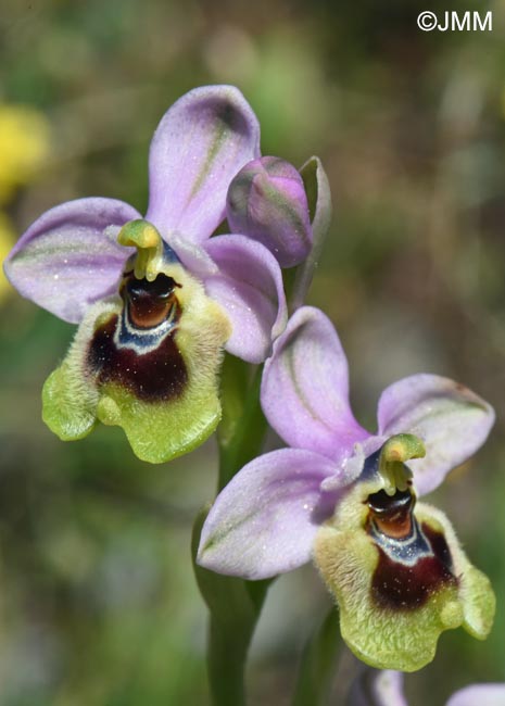 Ophrys amphidami