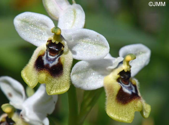 Ophrys amphidami