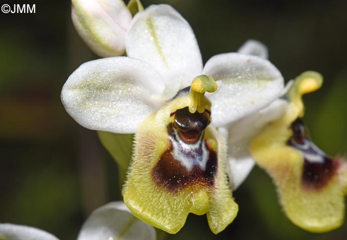 Ophrys amphidami