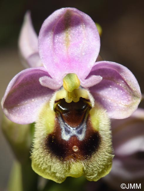 Ophrys amphidami