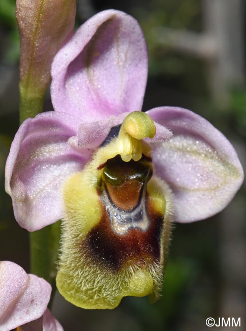 Ophrys amphidami