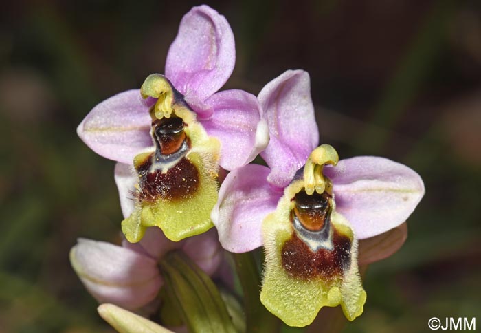 Ophrys amphidami