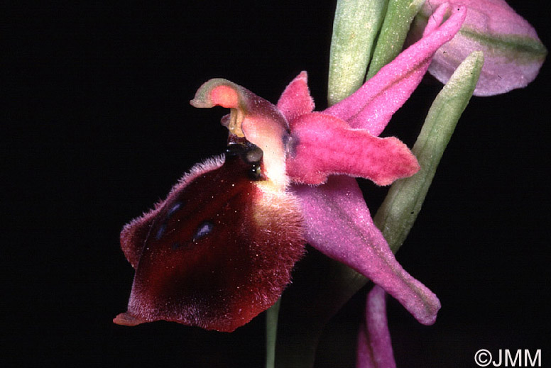 Ophrys argolica