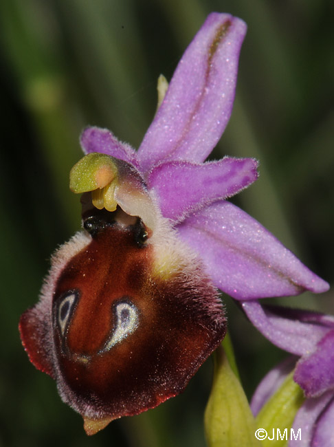 Ophrys argolica