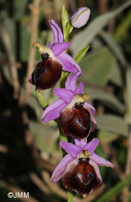 Ophrys argolica