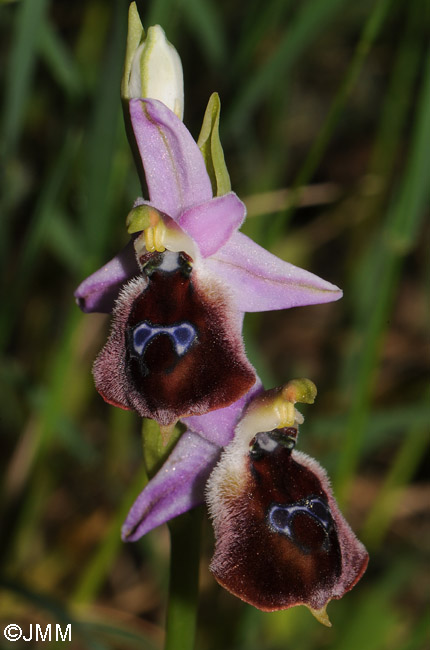 Ophrys argolica