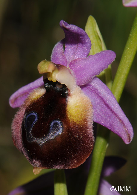 Ophrys argolica