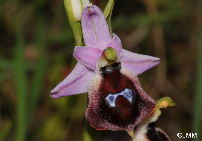 Ophrys argolica