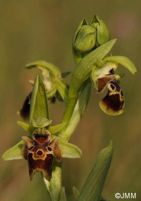 Ophrys attica