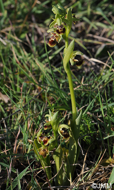 Ophrys attica