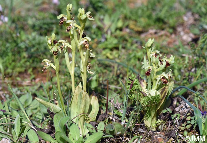 Ophrys attica