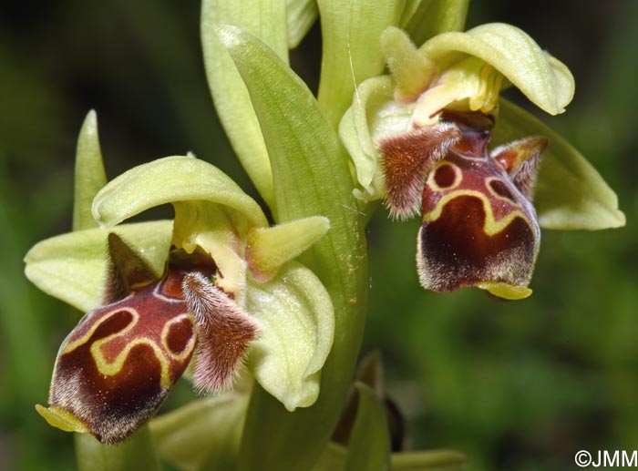 Ophrys attica