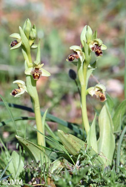 Ophrys attica