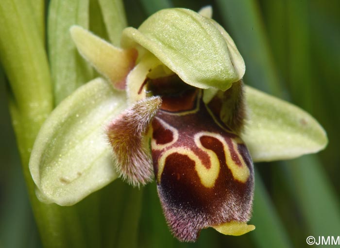 Ophrys attica