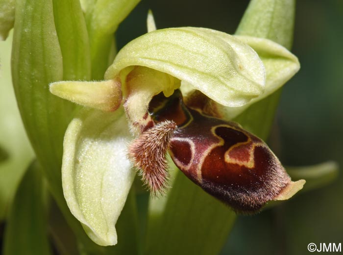 Ophrys attica
