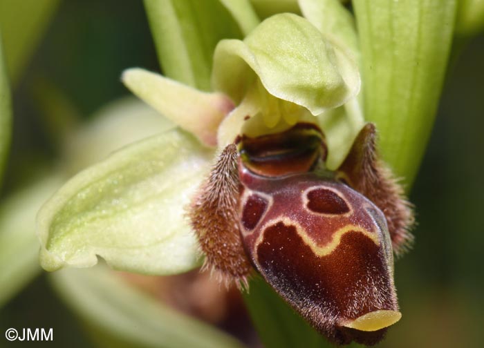 Ophrys attica