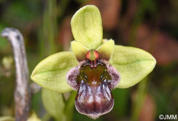 Ophrys bombyliflora