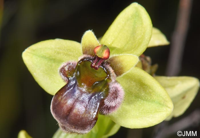 Ophrys bombyliflora