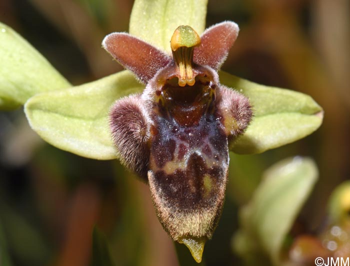 Ophrys bombyliflora x Ophrys cytherea