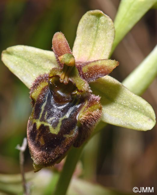 Ophrys bombyliflora x Ophrys cytherea