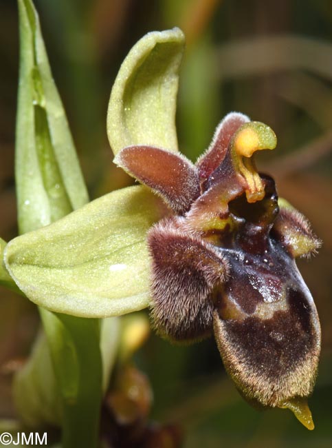 Ophrys bombyliflora x Ophrys cytherea