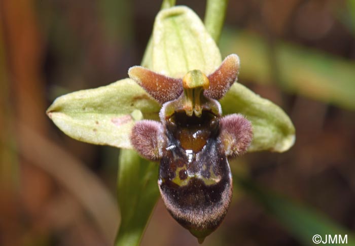 Ophrys bombyliflora x Ophrys cytherea