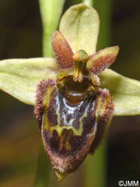 Ophrys bombyliflora x Ophrys cytherea