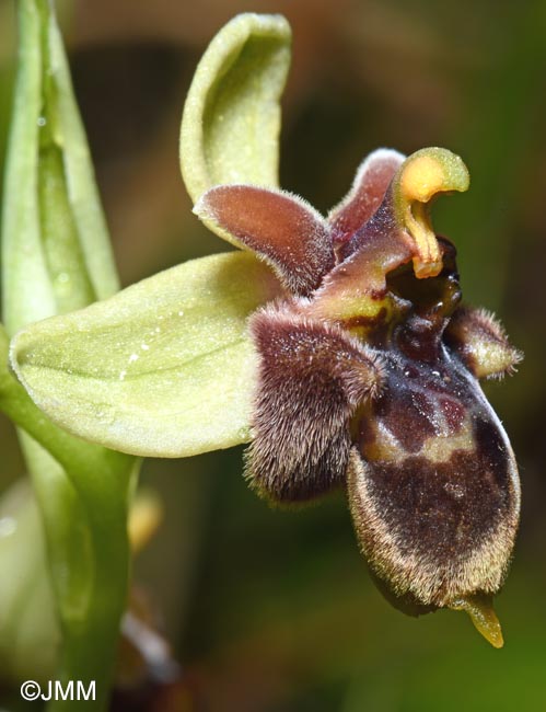 Ophrys bombyliflora x Ophrys cytherea