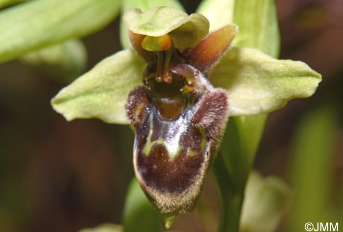 Ophrys bombyliflora x Ophrys cytherea