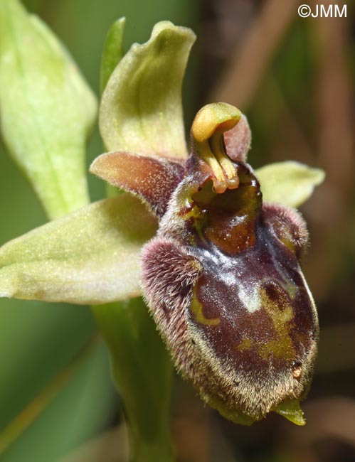 Ophrys bombyliflora x Ophrys cytherea