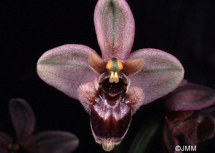 Ophrys bombyliflora x Ophrys villosa