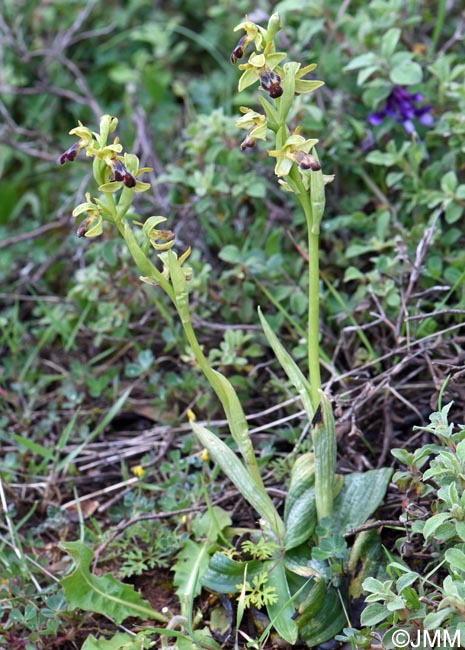Ophrys calocaerina