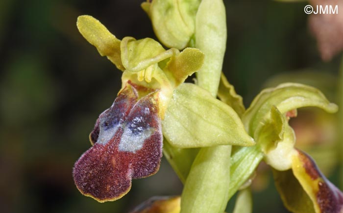 Ophrys calocaerina