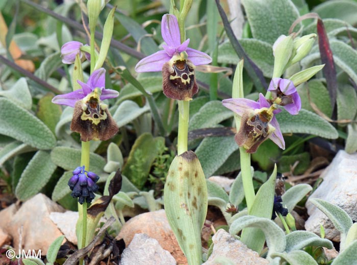 Ophrys calypsus var. pseudoapulica