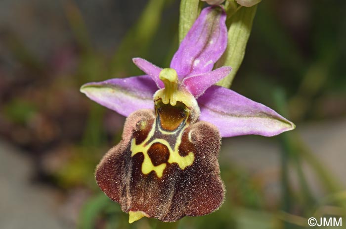 Ophrys calypsus var. pseudoapulica