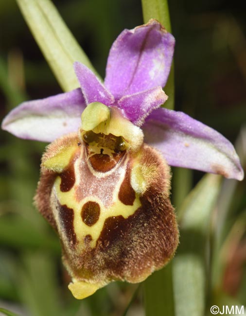 Ophrys calypsus var. pseudoapulica