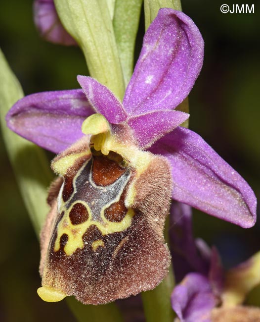 Ophrys calypsus var. pseudoapulica